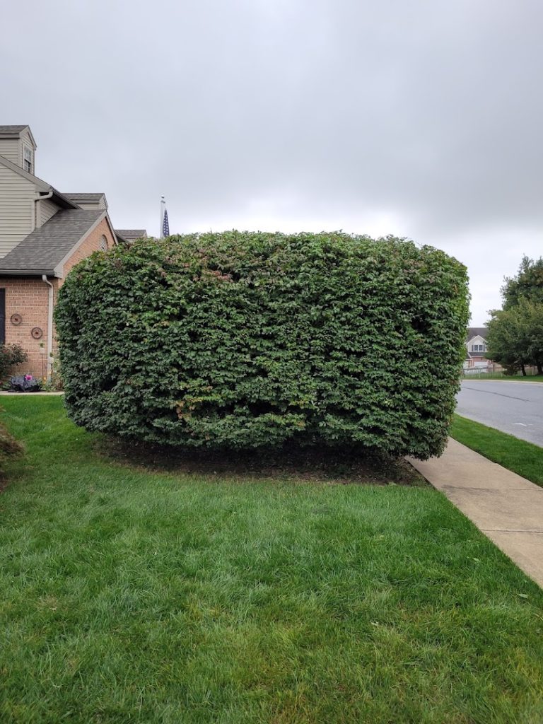 Landscapers in Lancaster: RADZ Landscaping & Lawncare