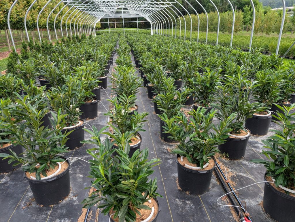 PXL 20250726 231011384