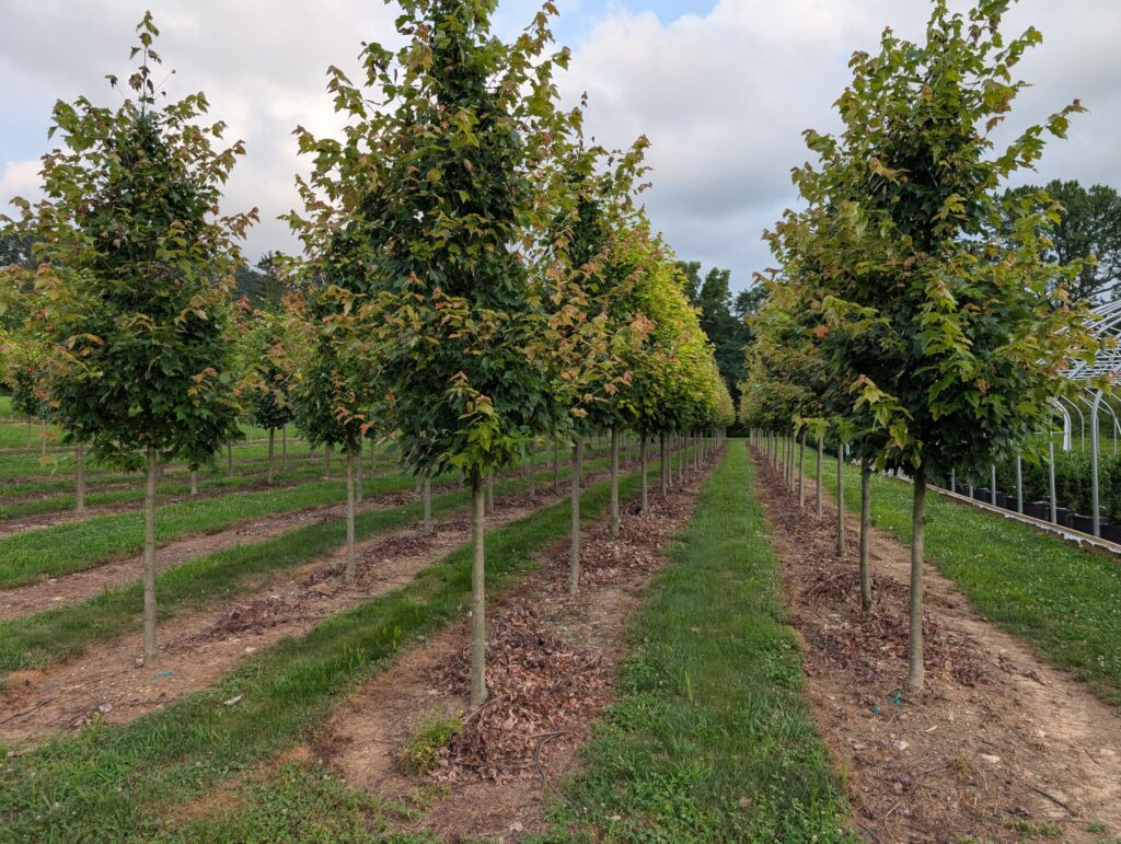 PXL 20250726 231023043