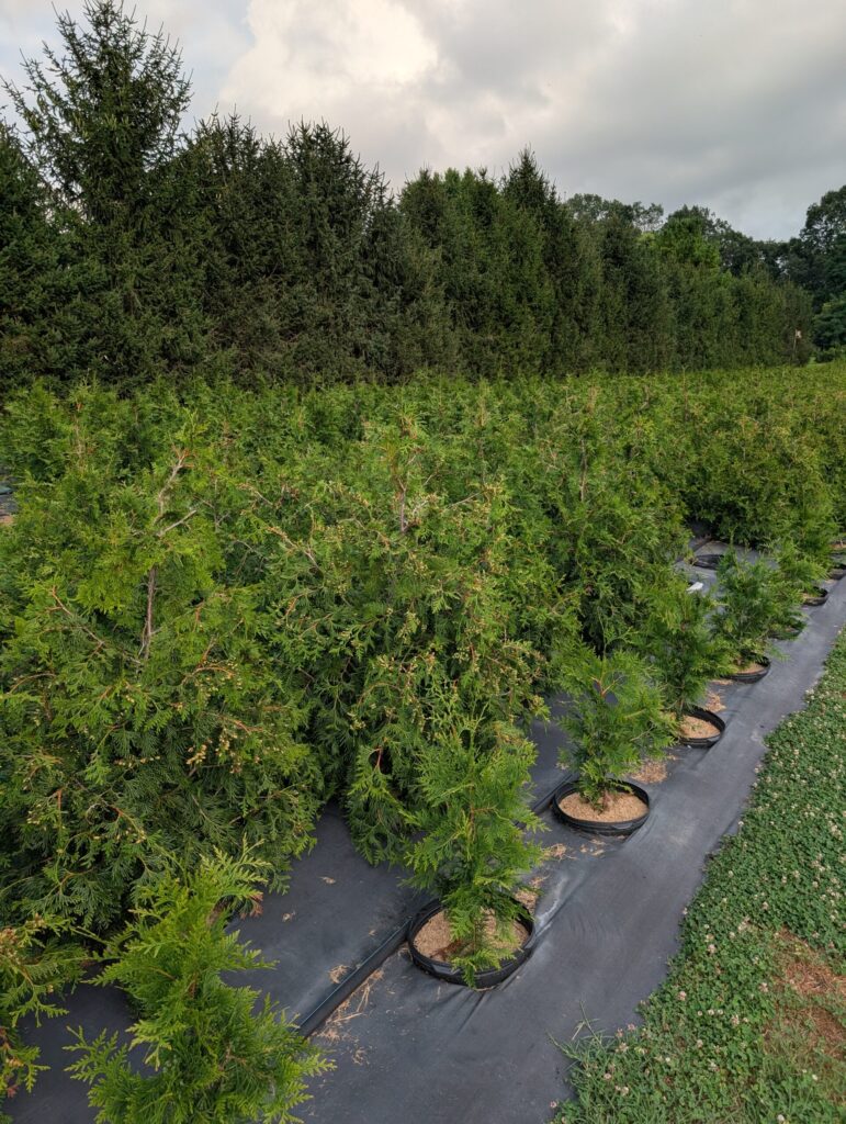 PXL 20250726 231122211