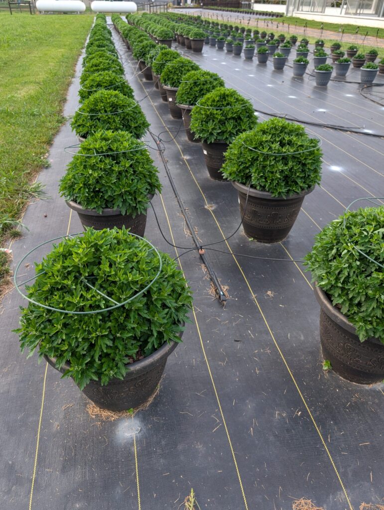 PXL 20250726 231339533