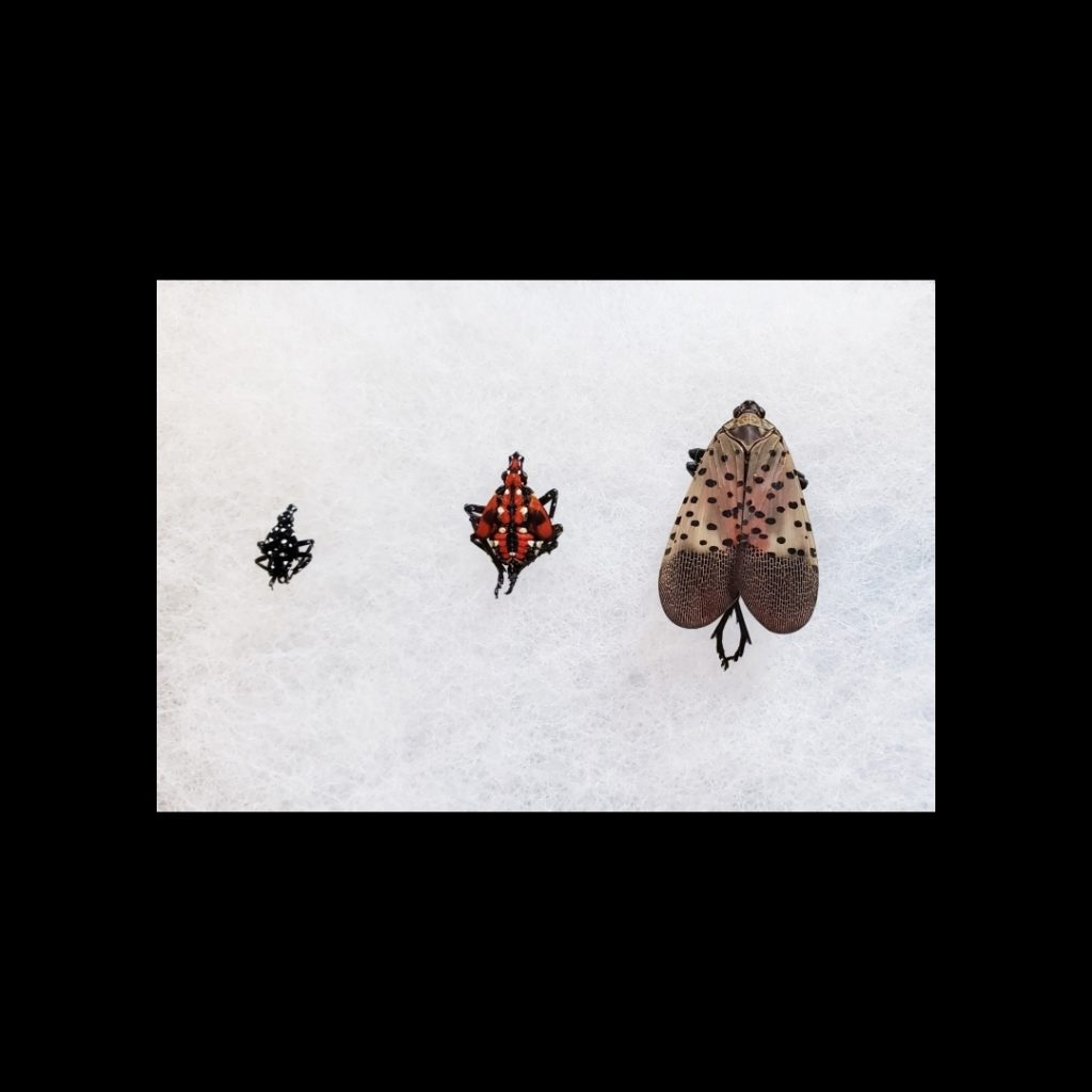 Pest Control Services in Lancaster: Dominion Pest Control LLC