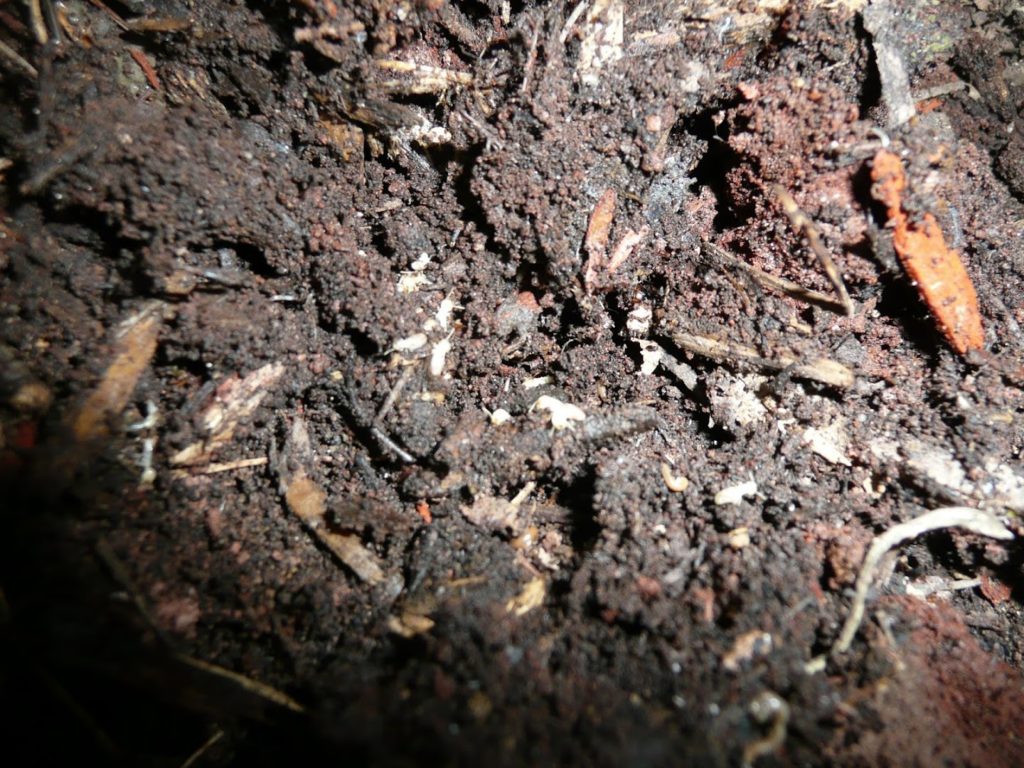 Pest Control Services in Lancaster: Kirchner Brothers Pest Control