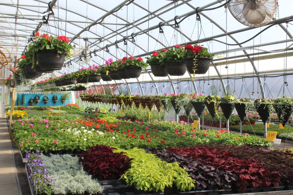 Plants in Leola: Brubacher’s Greenhouse