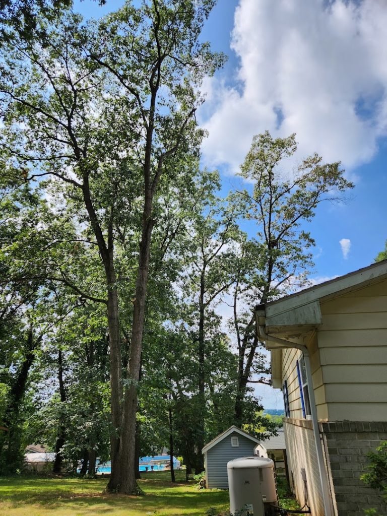 Tree Services in Elizabethtown: Green's Tree Service