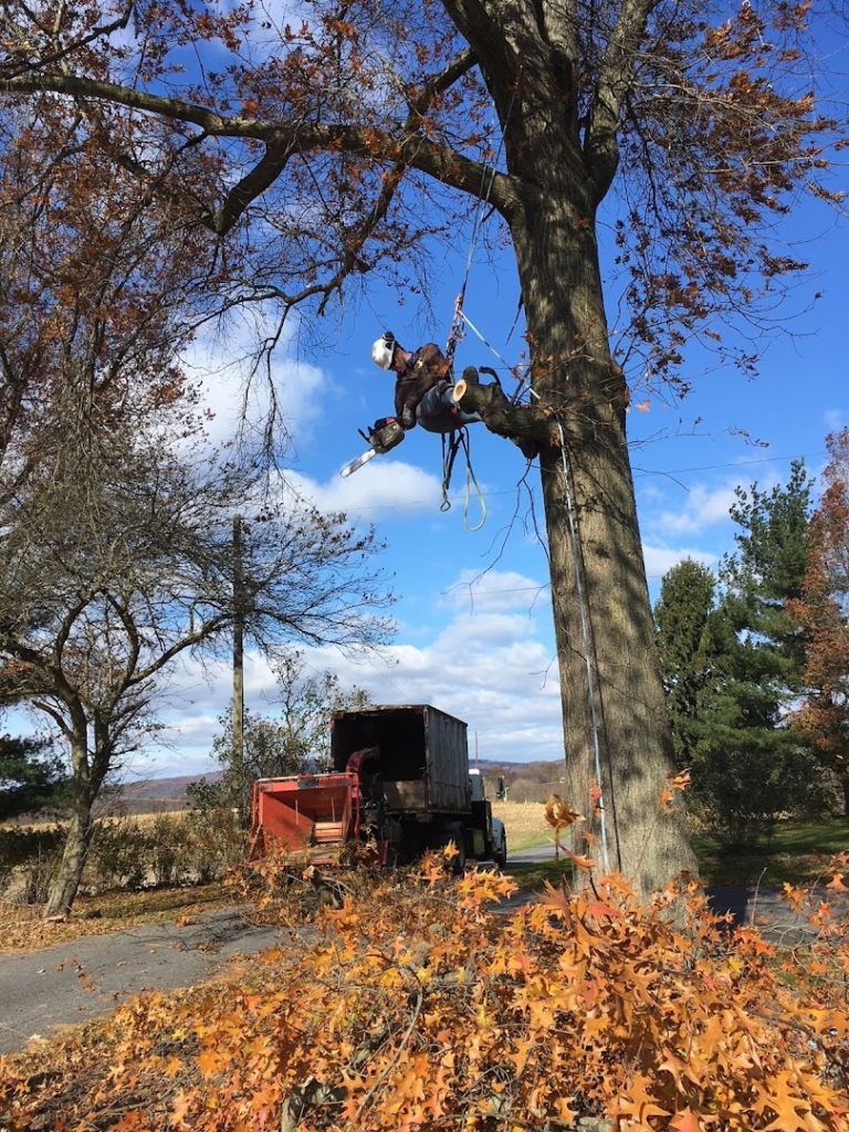 Tree Services in Elizabethtown: Woodsmen & Company
