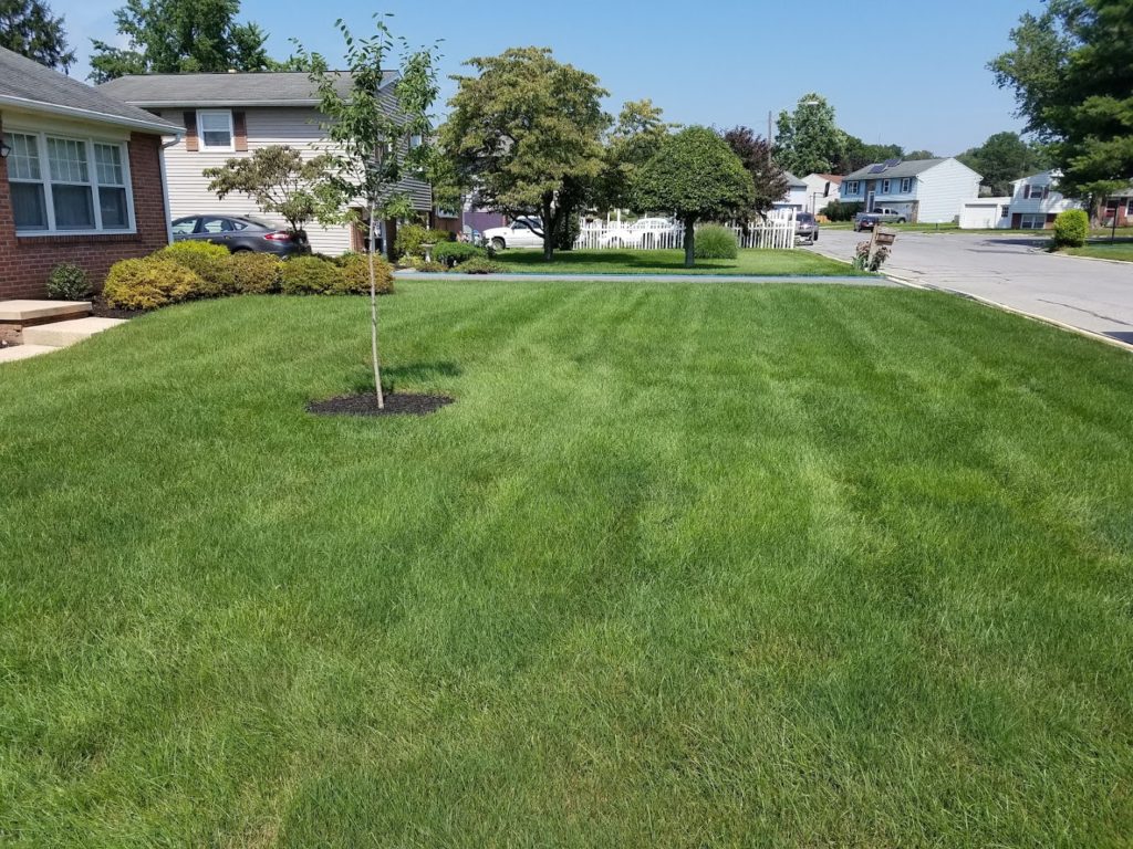 Tree Services in Lancaster: Susquehanna Tree Surgeons Inc