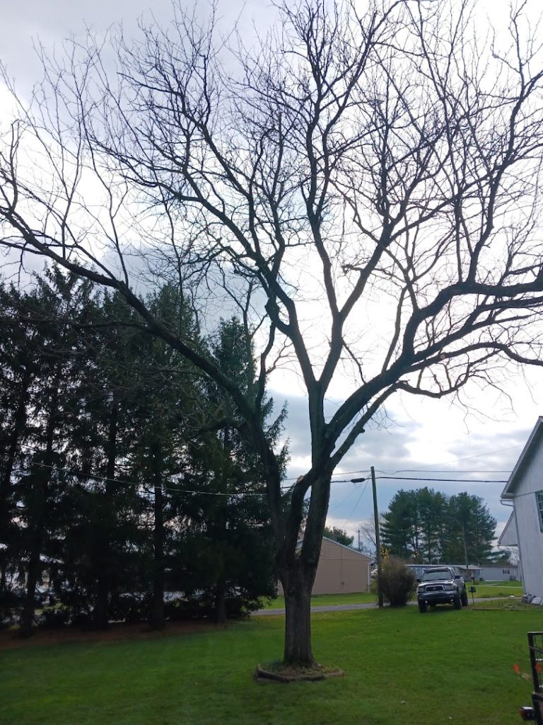 Tree Services in Lancaster: Thunder Creek Tree LLC