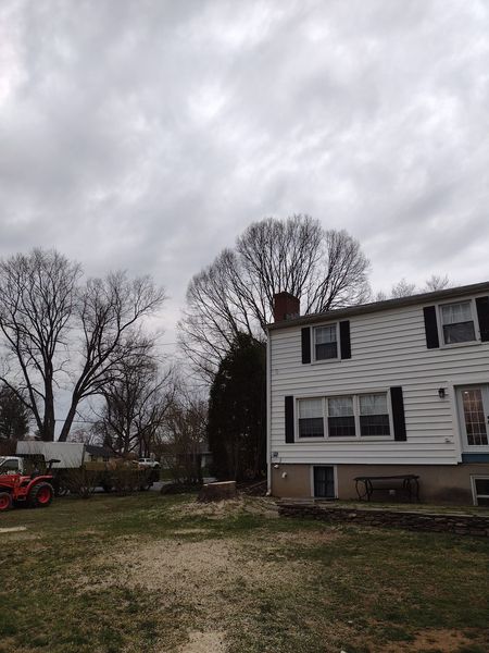 Tree Services in New Providence: Integrity tree care