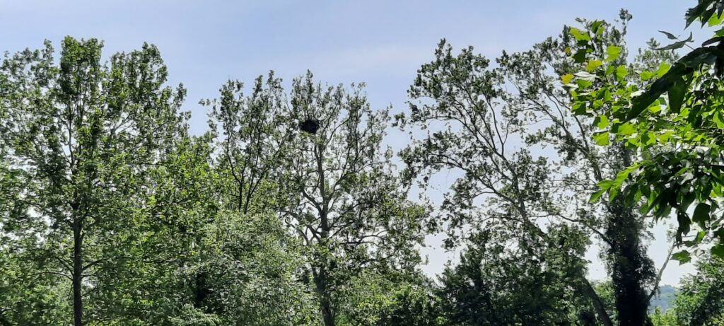 Eagle Viewing Platform: Conoy Township Tourist Attractions