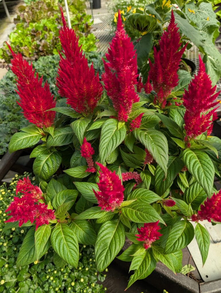 Briar Rose Greenhouse Fall Season 16