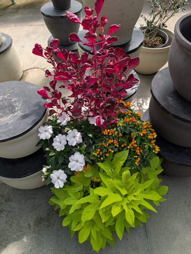 Briar Rose Greenhouse Fall Season 19