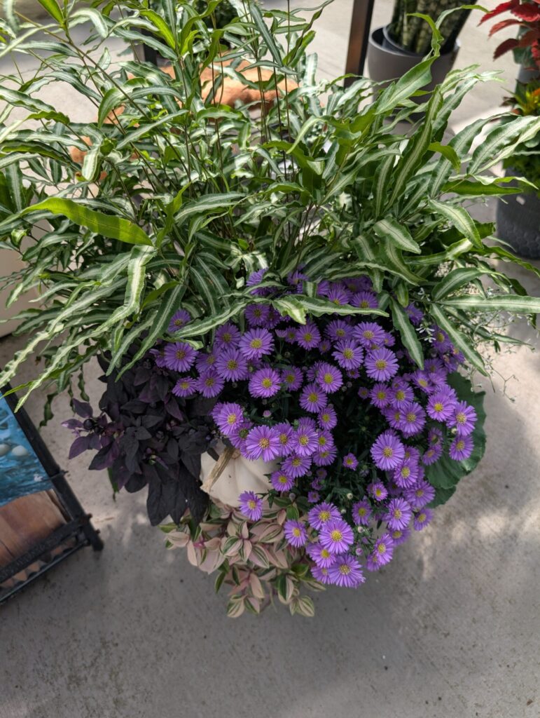 Briar Rose Greenhouse Fall Season 20