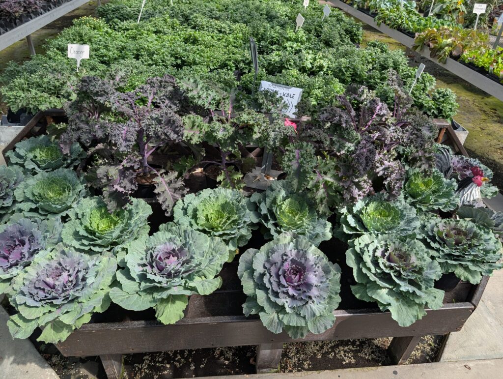 Briar Rose Greenhouse Fall Season 22