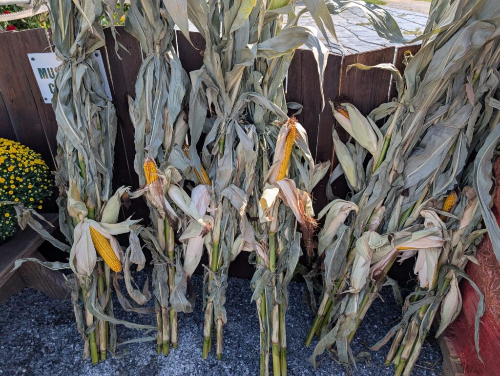 Briar Rose Greenhouse Fall Season 27