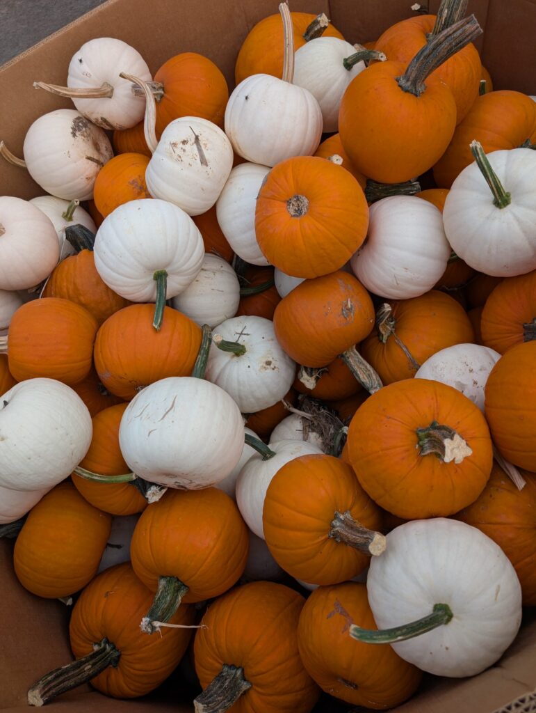 Cedar Side Farm Market 12