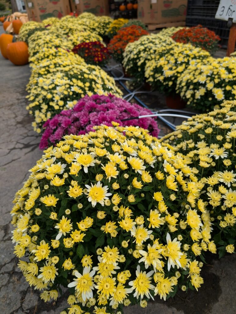 Cedar Side Farm Market 24