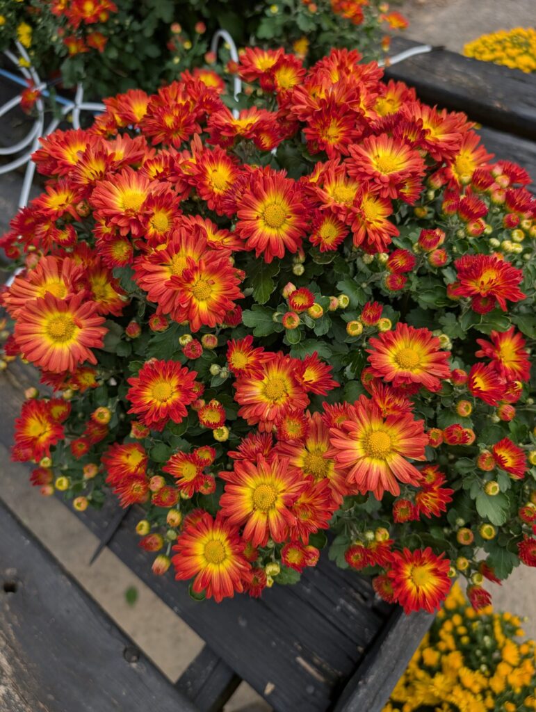 Cedar Side Farm Market 26