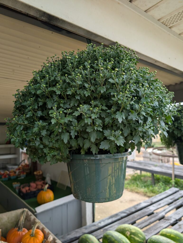 Cedar Side Farm Market 27