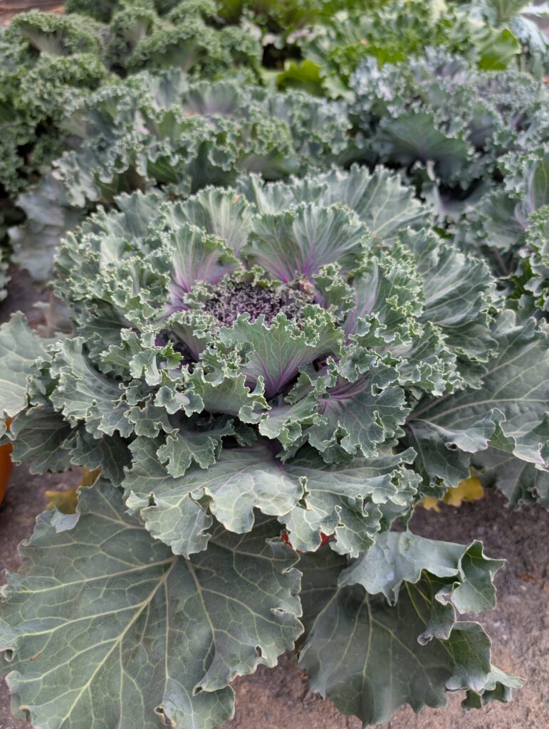 Cedar Side Farm Market 6