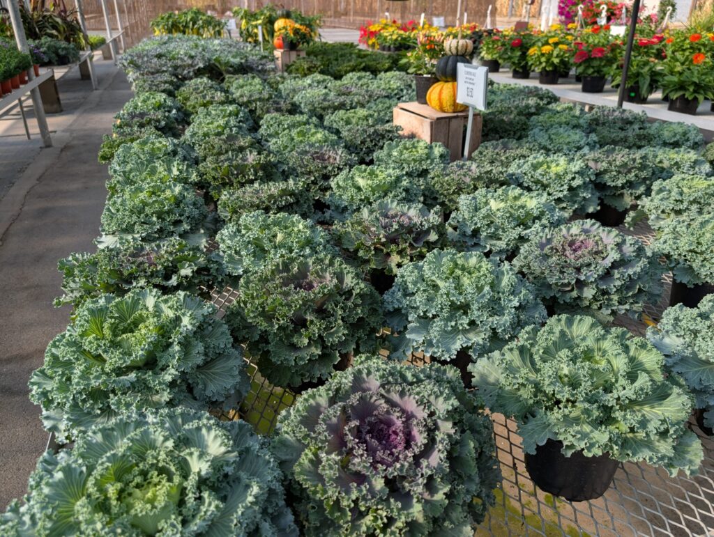 Leids Greenhouse Fall 13