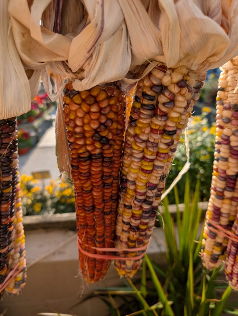 Leids Greenhouse Fall 21