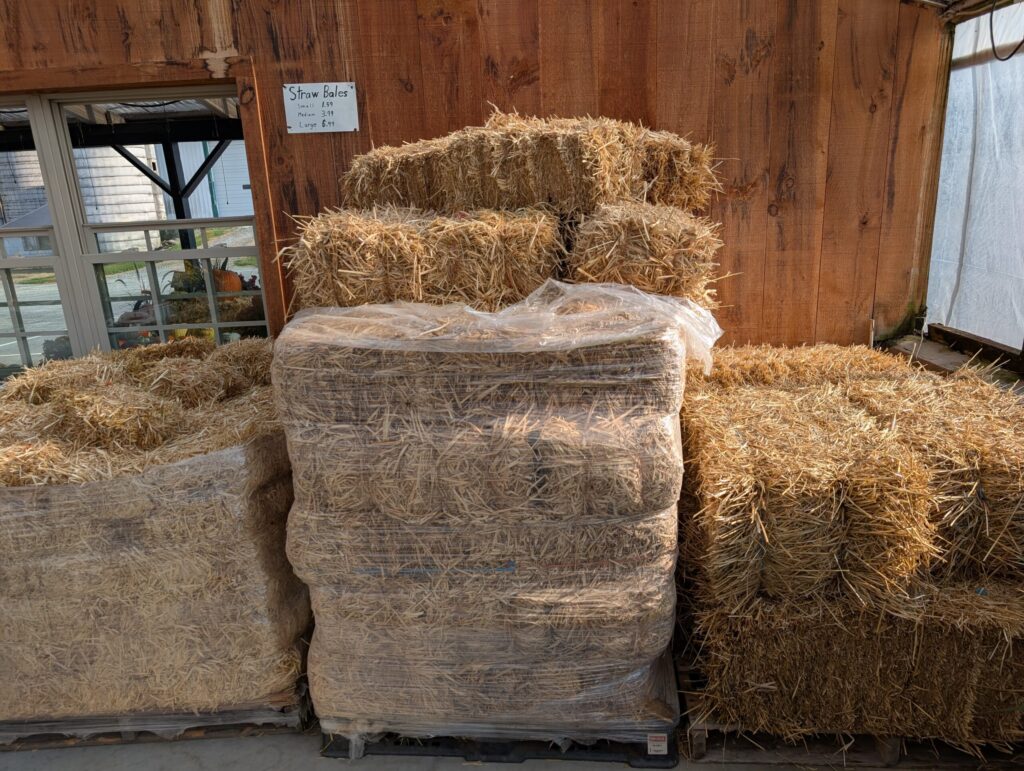 Leids Greenhouse Fall 23