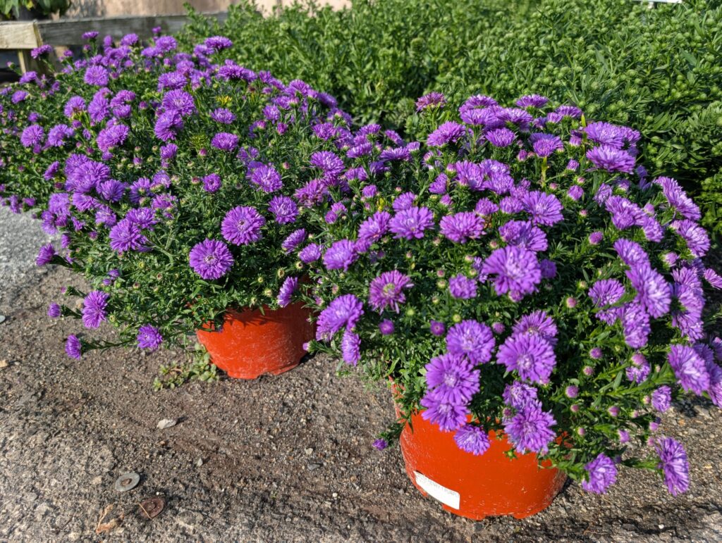 Leids Greenhouse Fall 26