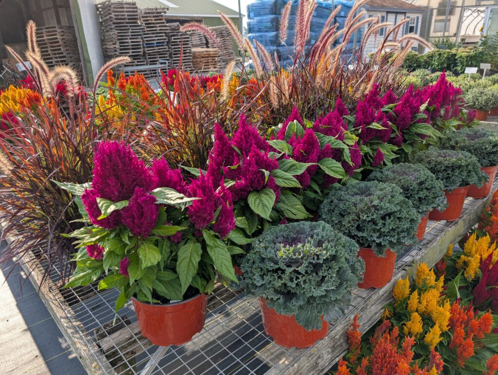 Leids Greenhouse Fall 29