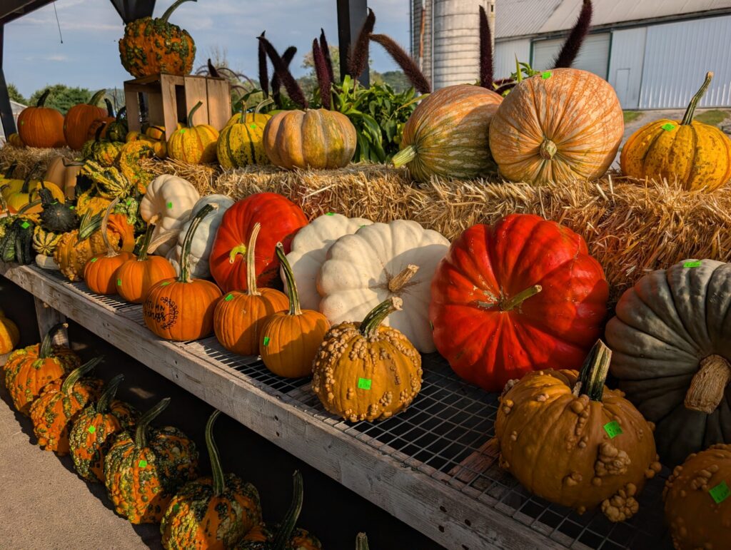 Leids Greenhouse Fall 4