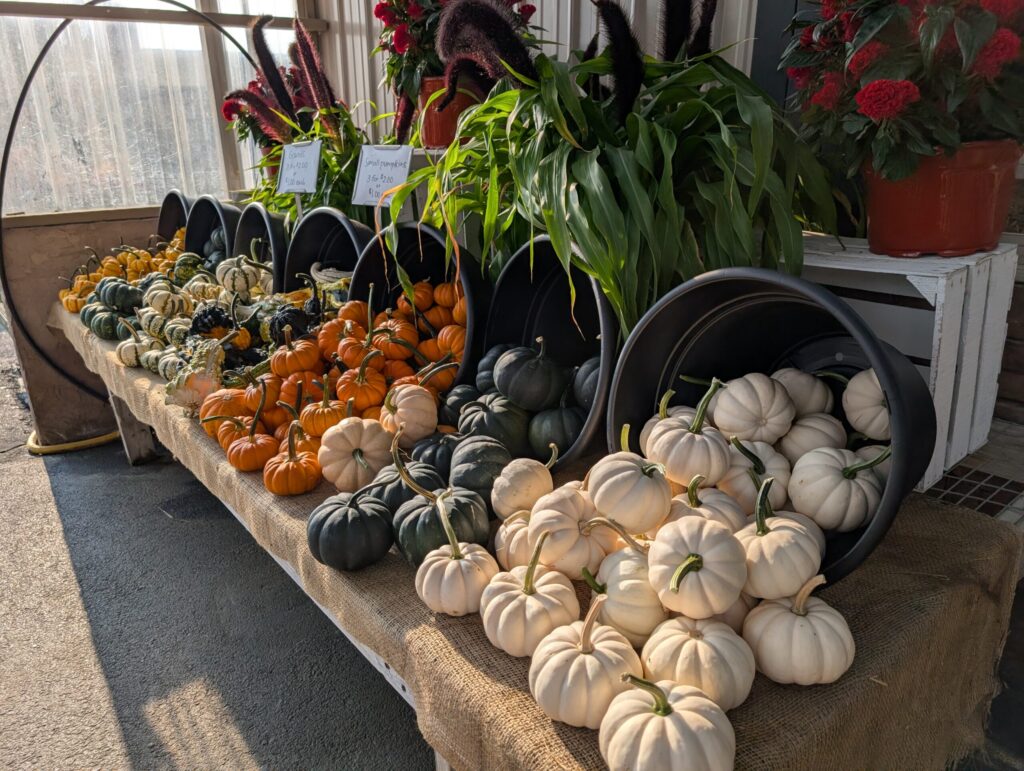 Leids Greenhouse Fall 5