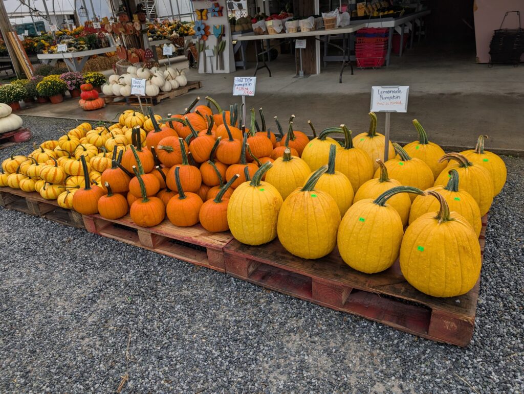 Red Barn Market In The Fall 23