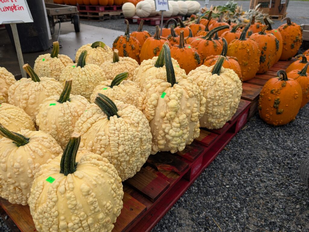 Red Barn Market In The Fall 24