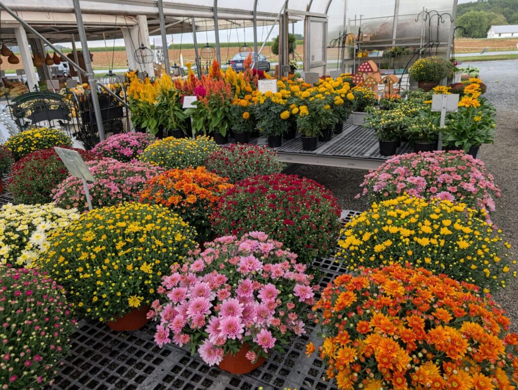 Red Barn Market In The Fall 3