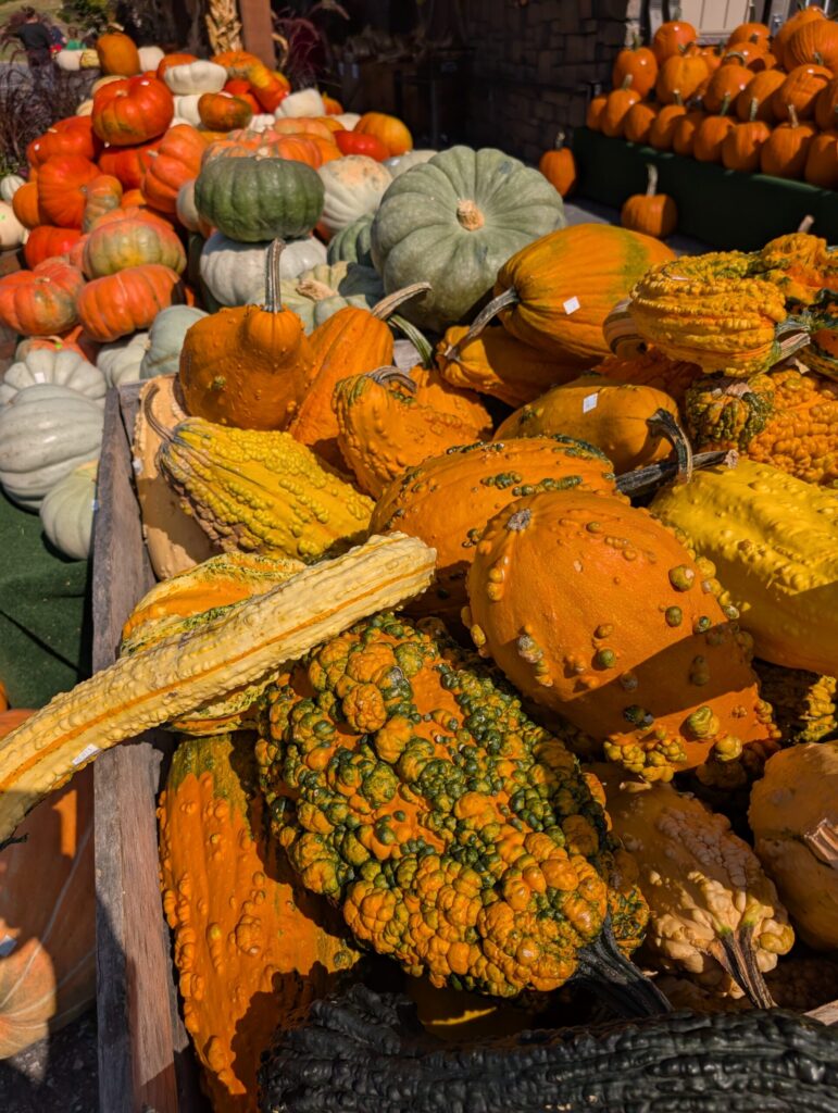 Reiffs Farm Market Greenhouse 14