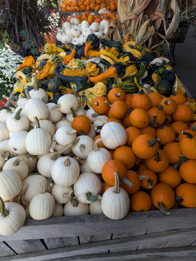Reiffs Farm Market Greenhouse 19
