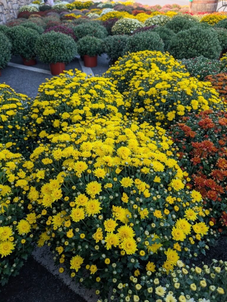 Reiffs Farm Market Greenhouse 26