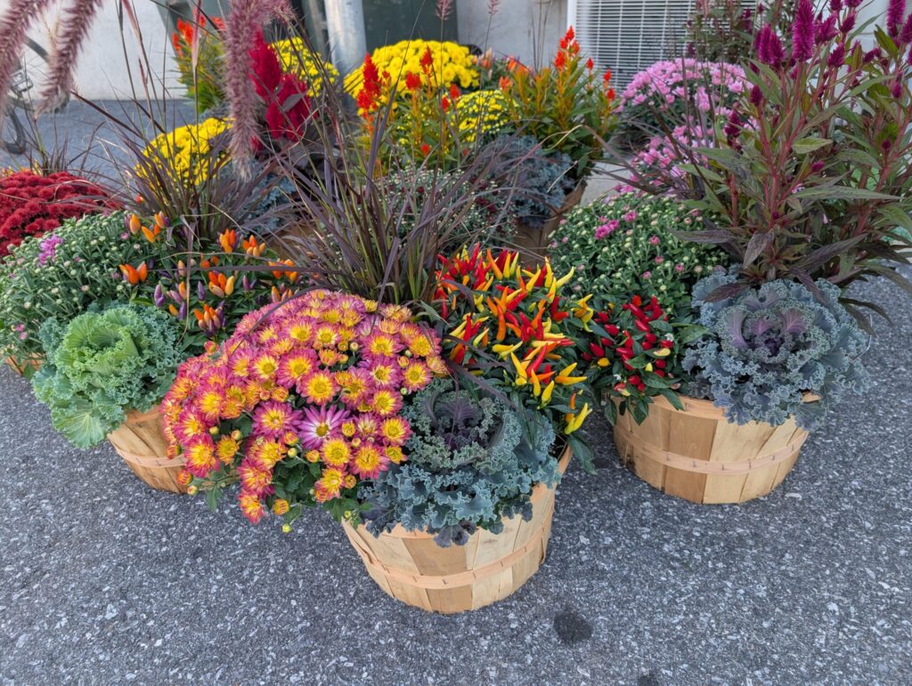 Reiffs Farm Market Greenhouse 28