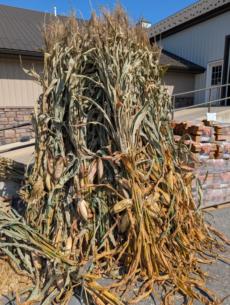 Reiffs Farm Market Greenhouse 29