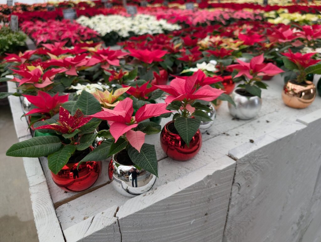 Briar Rose Greenhouse Fall 11