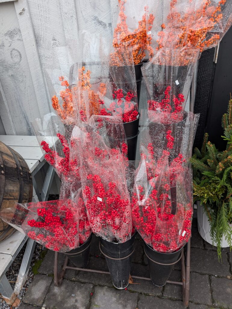 Briar Rose Greenhouse Fall 15