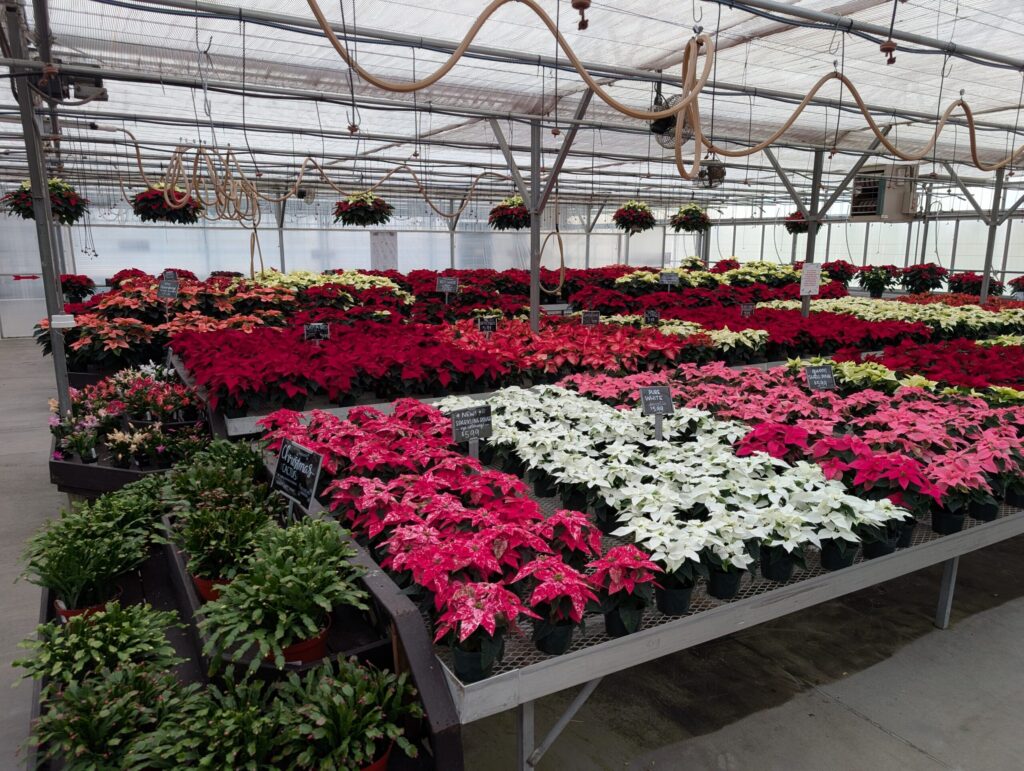 Briar Rose Greenhouse Fall 16