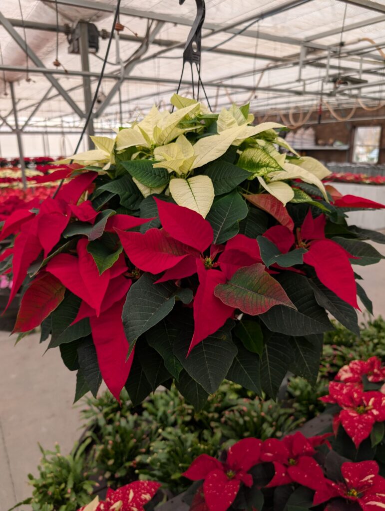 Briar Rose Greenhouse Fall 25