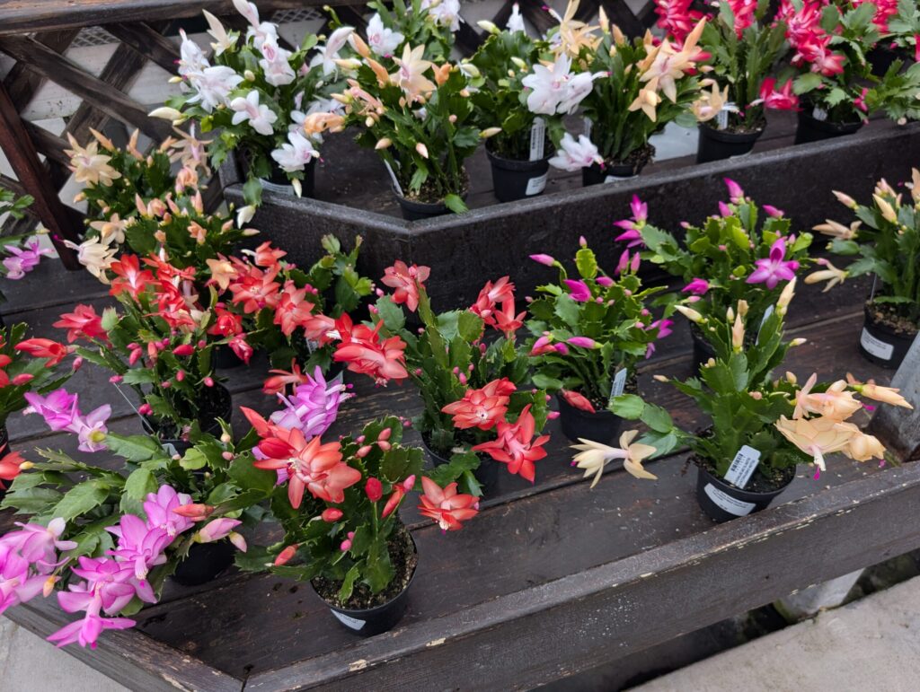 Briar Rose Greenhouse Fall 28