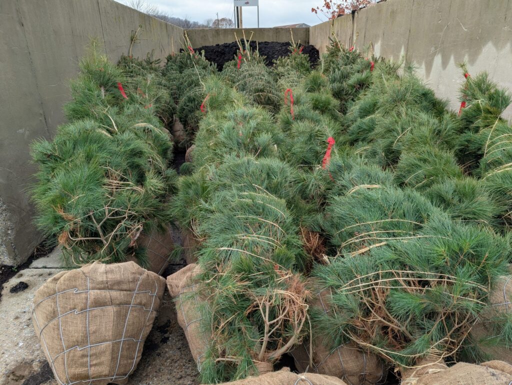 Briar Rose Greenhouse Fall 29