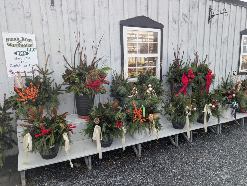 Briar Rose Greenhouse Fall 7